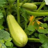 Kako sačuvati tikvice za zimu